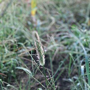 Meet your Posher, Kellen